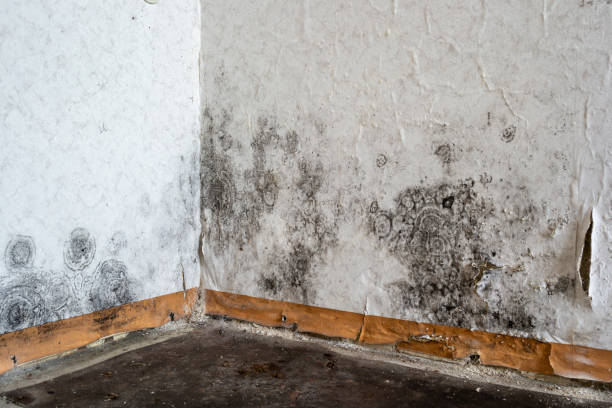 Trusted Nibley, UT Mold Removal Experts